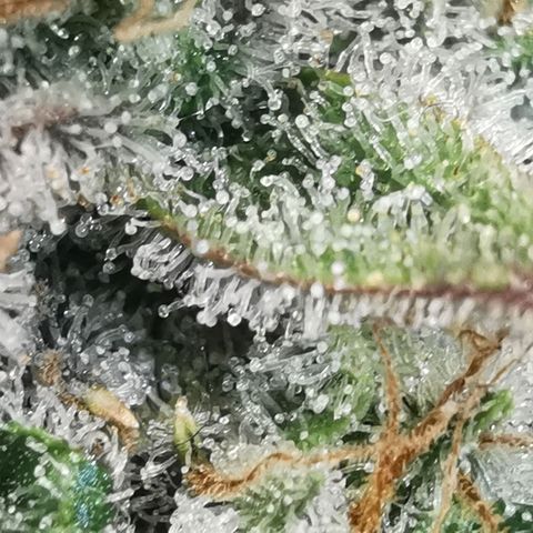 Sky growlog timeline photo