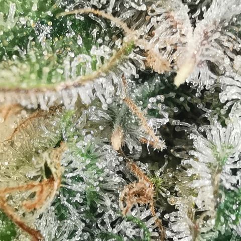 Sky growlog timeline photo