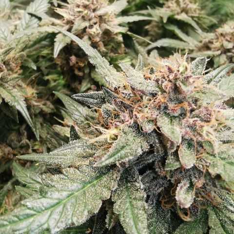 Chem growlog timeline photo