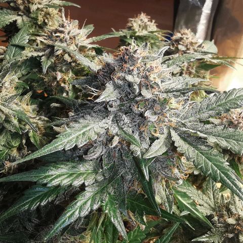 Chem growlog timeline photo