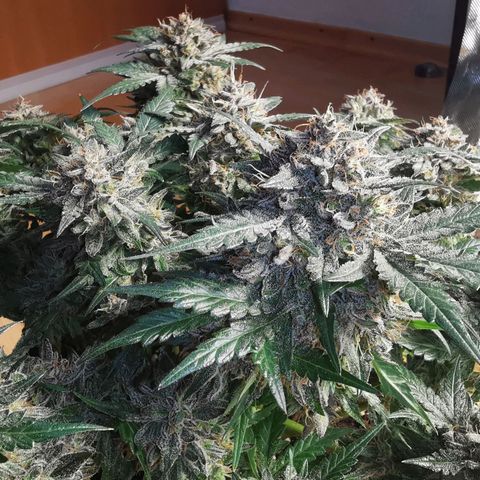 Chem growlog timeline photo