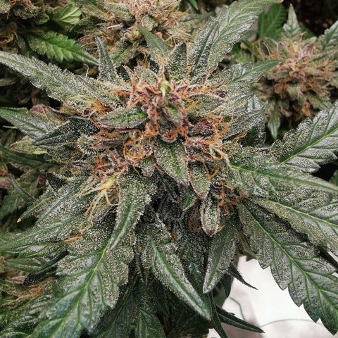 Chem growlog timeline photo