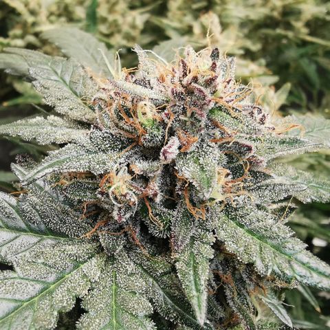 Chem growlog timeline photo