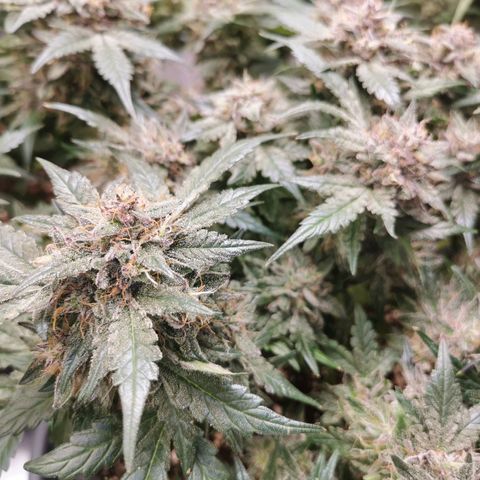 Chem growlog timeline photo