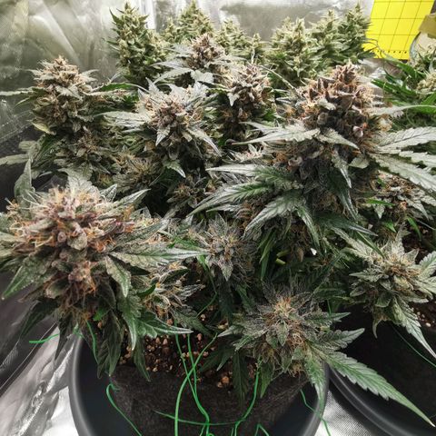 Chem growlog timeline photo
