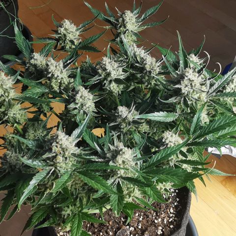 Sky growlog timeline photo