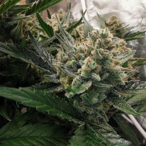 Sky growlog timeline photo