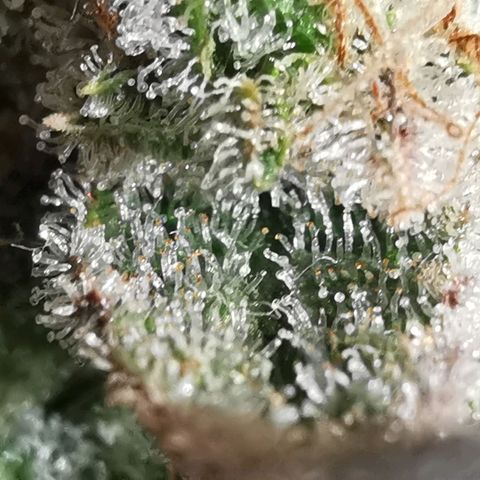 Sky growlog timeline photo