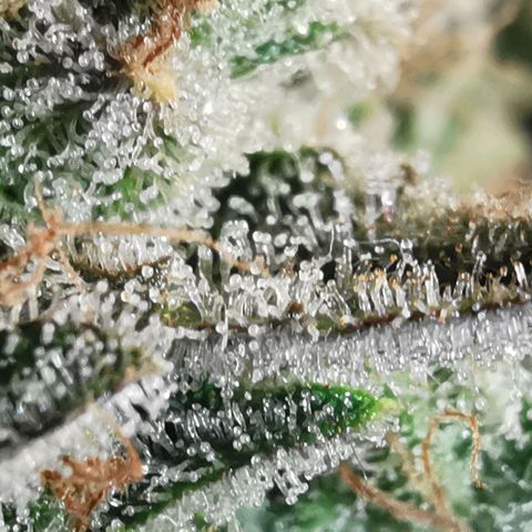 Sky growlog timeline photo