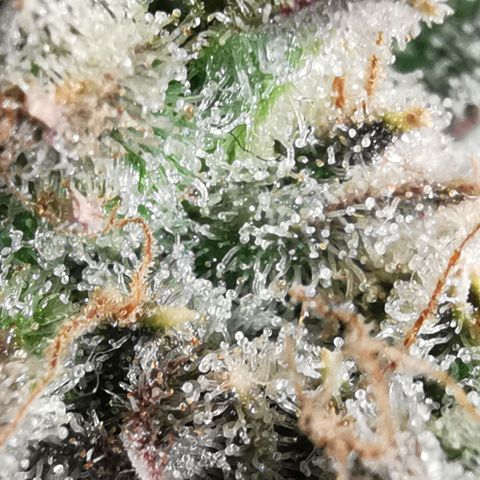 Sky growlog timeline photo