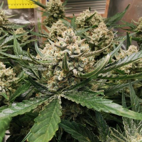 Sky growlog timeline photo
