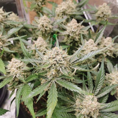 Sky growlog timeline photo