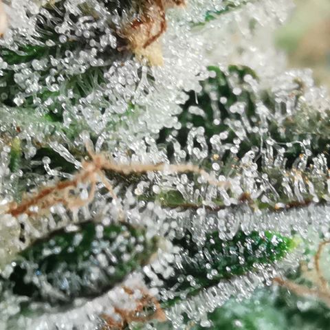 Sky growlog timeline photo