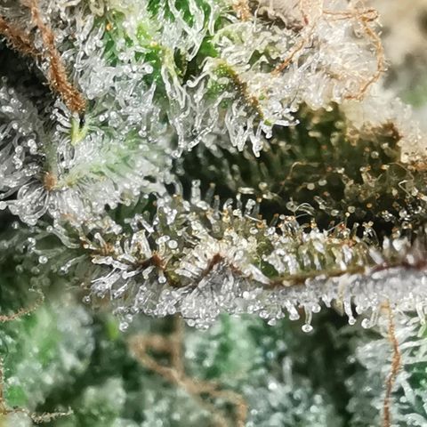 Sky growlog timeline photo