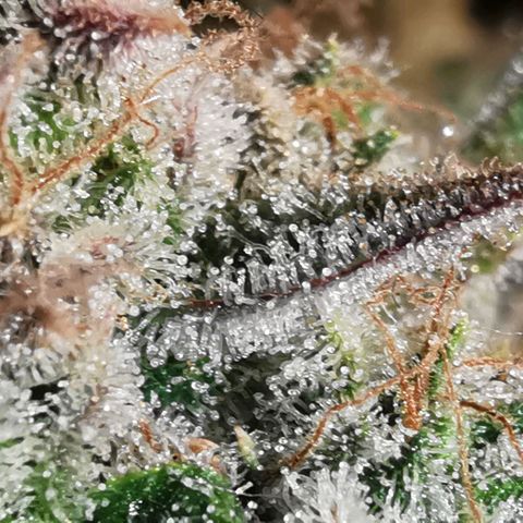 Sky growlog timeline photo