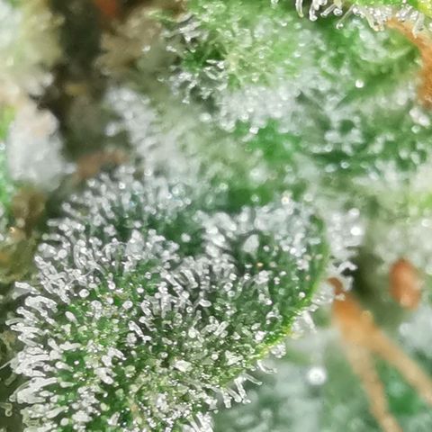 GO growlog timeline photo