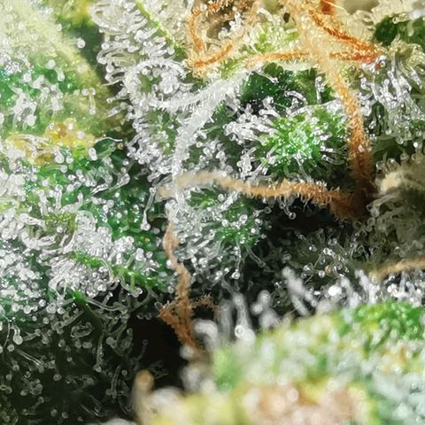 GO growlog timeline photo