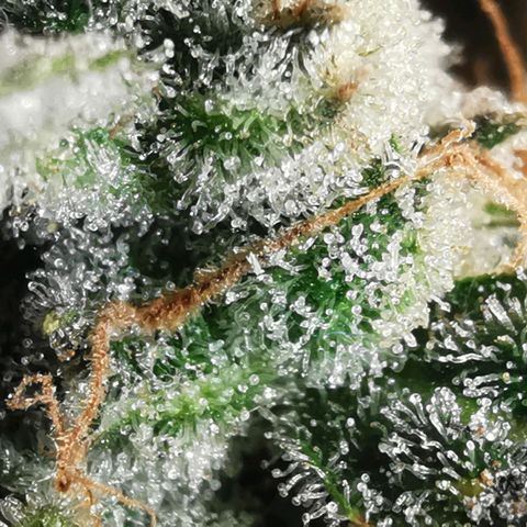 GO growlog timeline photo