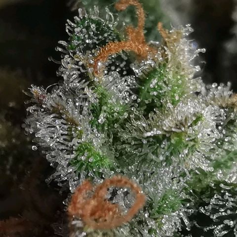 GO growlog timeline photo