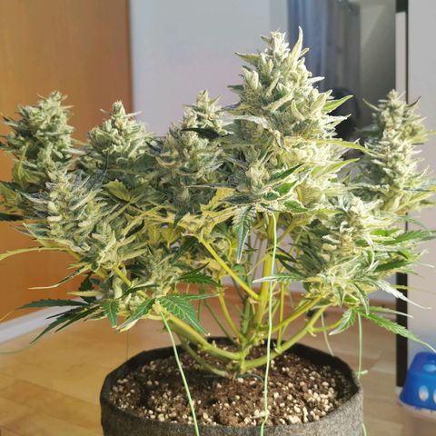 GO growlog timeline photo