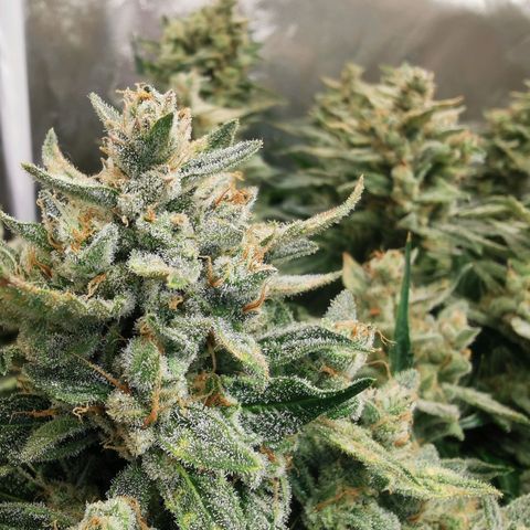GO growlog timeline photo