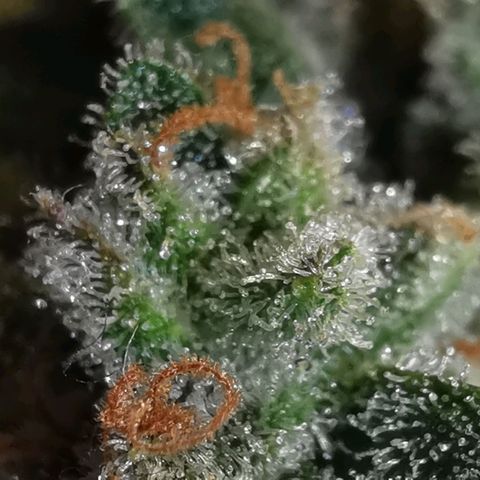 GO growlog timeline photo