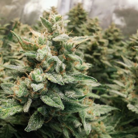 GO growlog timeline photo