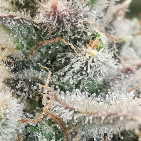 Sky growlog timeline photo