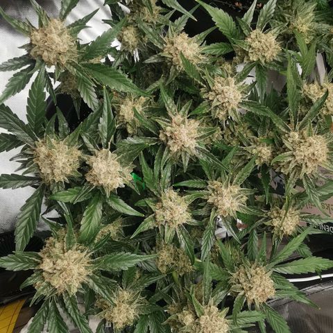 Sky growlog timeline photo