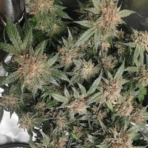 Chem growlog timeline photo