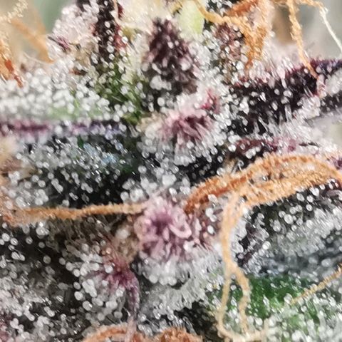 Chem growlog timeline photo