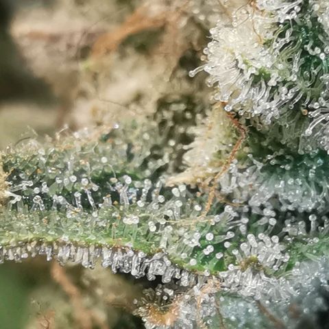 GO growlog timeline photo