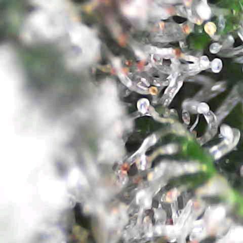 Sky growlog timeline photo