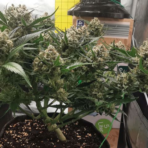 Sky growlog timeline photo