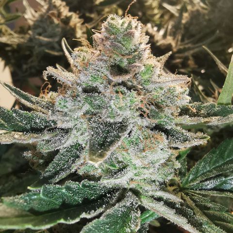 Sky growlog timeline photo