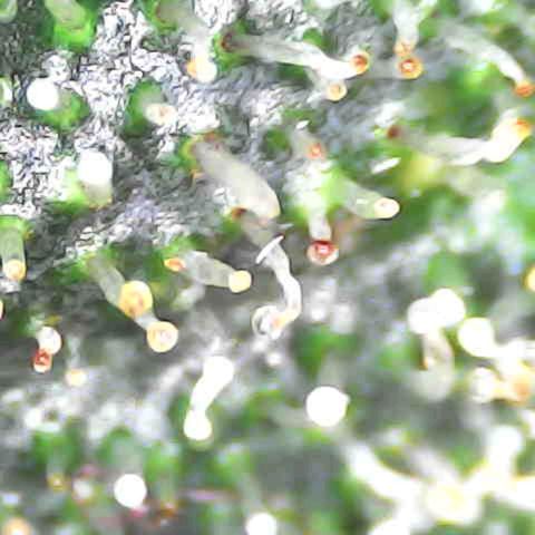 Sky growlog timeline photo