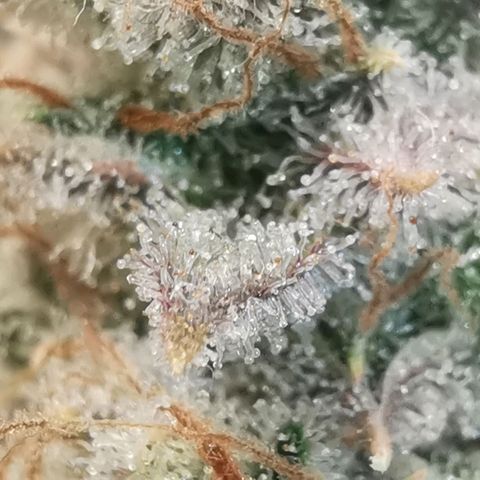 Sky growlog timeline photo