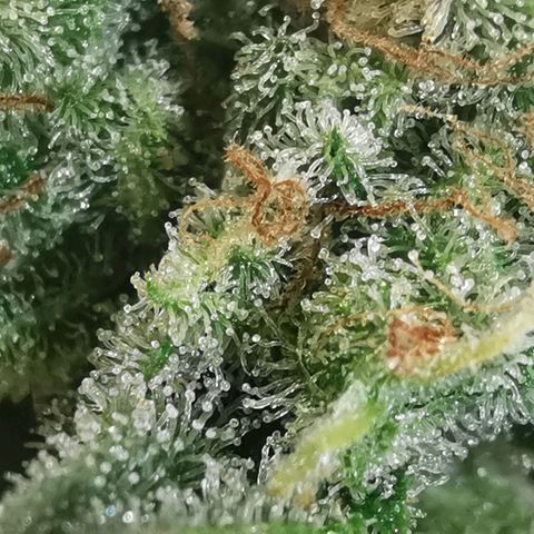 Sky growlog timeline photo