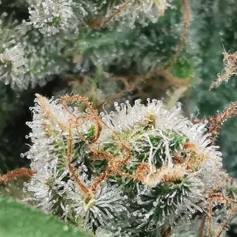 Sky growlog timeline photo