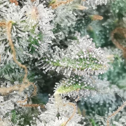 Sky growlog timeline photo