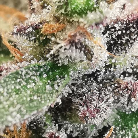 Chem growlog timeline photo
