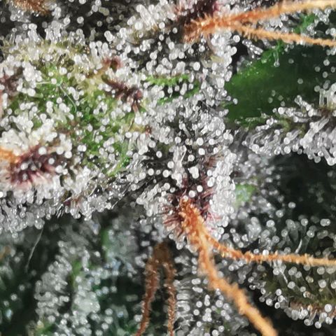 Chem growlog timeline photo