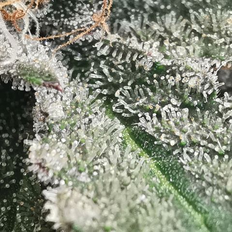 Chem growlog timeline photo