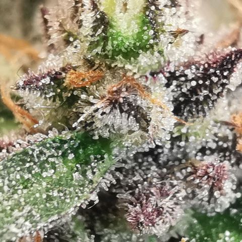 Chem growlog timeline photo