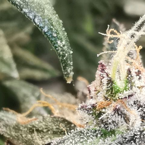Chem growlog timeline photo