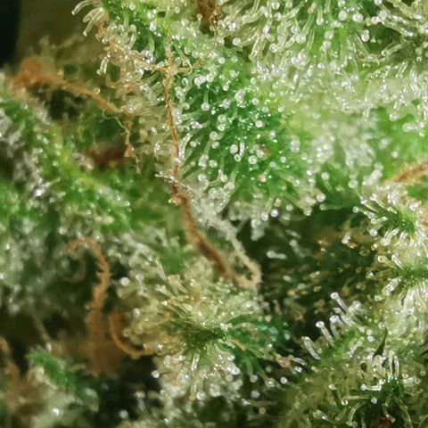 Sky growlog timeline photo