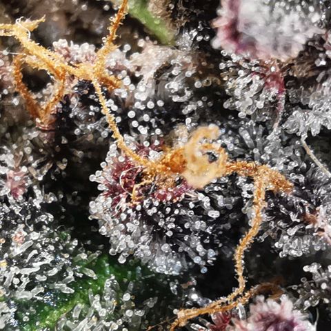 Chem growlog timeline photo