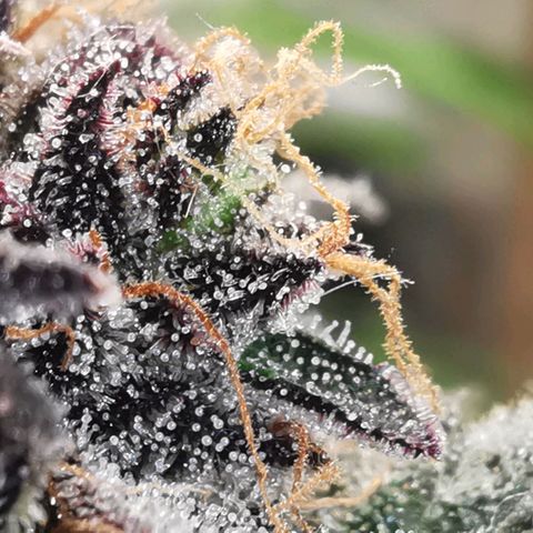Chem growlog timeline photo