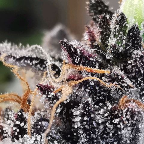Chem growlog timeline photo