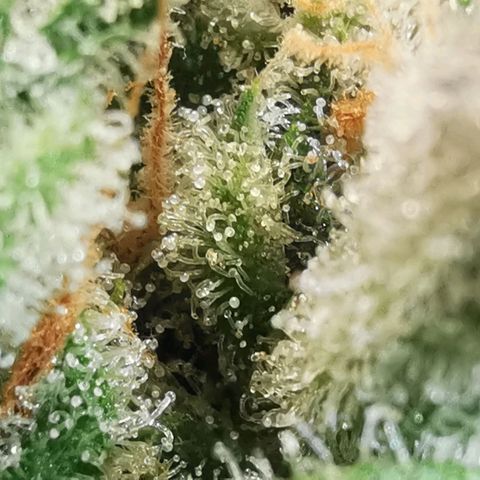 GO growlog timeline photo